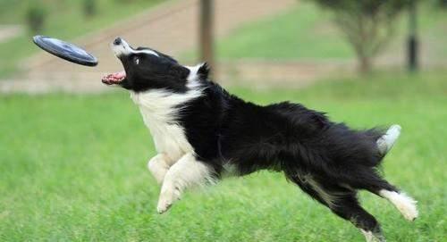 娱乐吃瓜酱牧羊犬,揭秘牧羊犬背后的故事