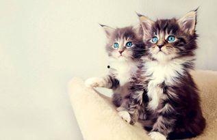 娱乐吃瓜酱大猫咪,揭秘娱乐圈背后的喵星人故事