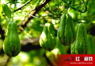 美食娱乐吃瓜,揭秘美食与吃瓜的跨界魅力