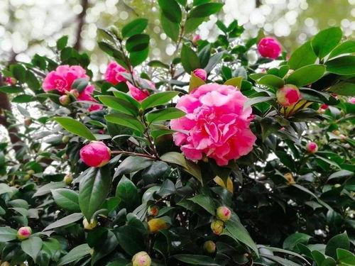 娱乐吃瓜酱山茶花,揭秘山茶花的神秘魅力