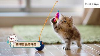 娱乐吃瓜小猫咪视频下载,揭秘热门娱乐视频幕后下载攻略